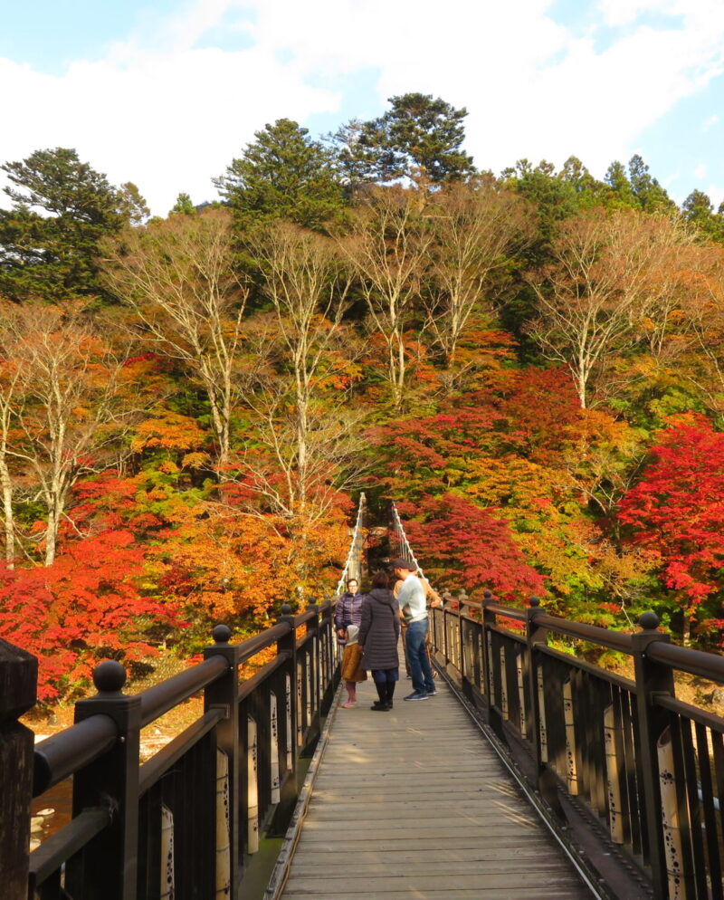 紅の吊橋 紅葉状況2026
